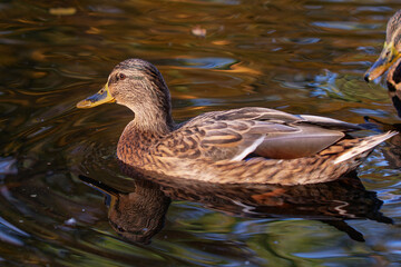 duck on the water