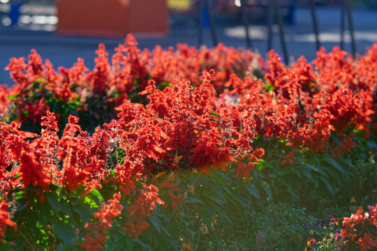red and yellow flowers sage