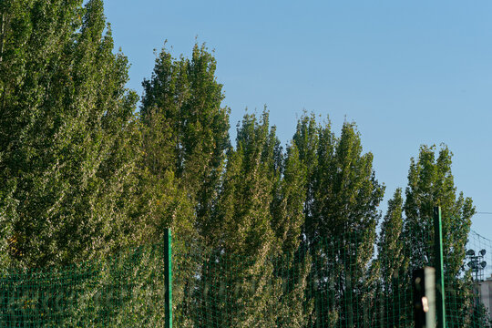 Trees
