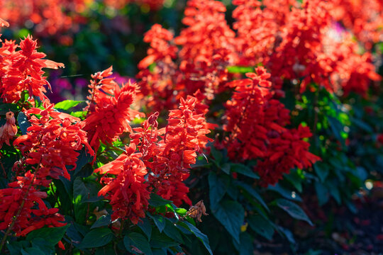 red and yellow flowers