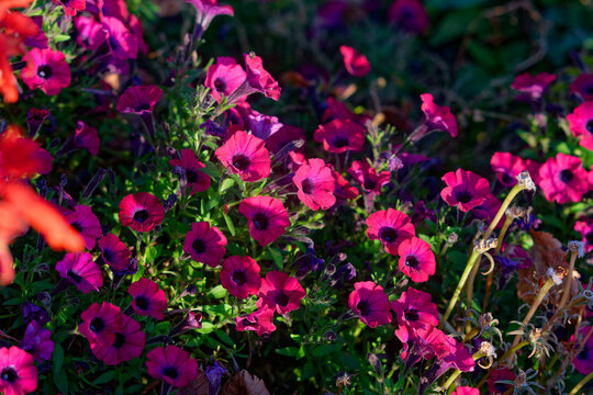 flowers in the garden