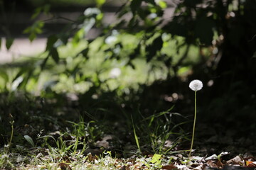 Diente de Le&oacute;n en el parque