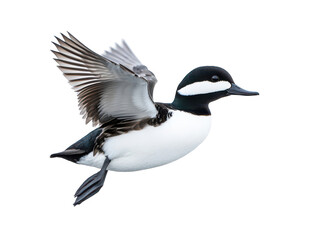 Fototapeta premium Male bufflehead duck in flight, showcasing detailed black and white plumage against a clear sky.