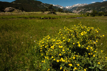 Potentilla growing in Moraine Park, Rocky Mountain National Park, Colorado