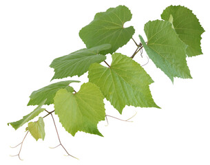 Fototapeta premium Feuilles de vigne 