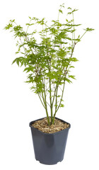 Acer palmatum en pot