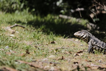 Lagarto Overo sacando la lengua 