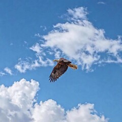 Obraz premium An eagle gliding through the clouds at high altitude