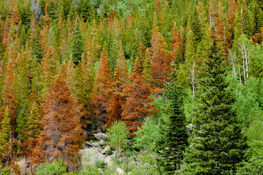 Mountain pine beetle damage in the lodgepole pines along Bear Lake in Rocky Mountain National Park, Colorado
