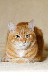 Closeup portrait of ginger cat lying on a bed and looking straight ahead directly into the camera against blurred background. Shallow focus. Copyspace.