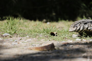 Lagarto Overo sacando la lengua 