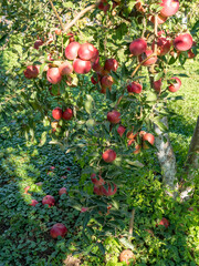 red apples in the garden in autumn