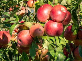 a bunch of ripe red apples hangs from a tree branch