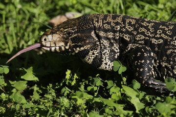 Lagarto Overo sacando la lengua 