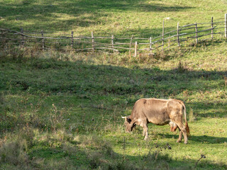 cow grazing in a grassy meadow