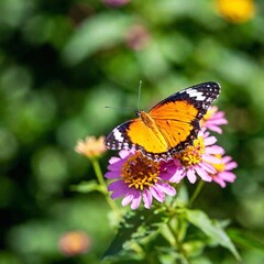 Fototapeta premium A close-up photo of a butterfly resting on a vibrant flower, deep focus capturing the intricate patterns and vivid colors of its wings, eye-level shot giving a detailed portrait of the delicate