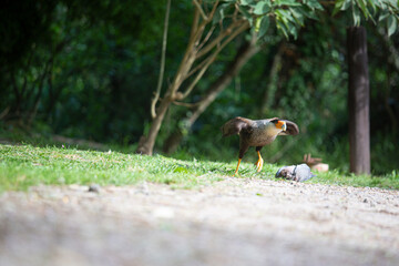Carancho cazando una paloma