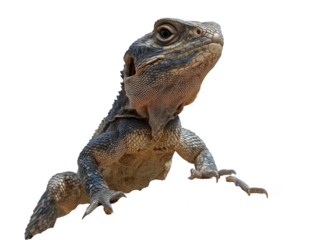 Close-up of a lizard with detailed scales and intense gaze.