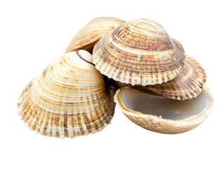 A close-up of a group of textured seashells with varying shades of brown and cream.
