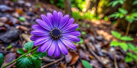 purple flower in forest with high angle view