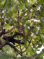 Fototapeta premium Owl in a tree