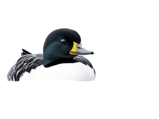 Fototapeta premium Close-up of a mallard duck with vibrant green head and striking yellow beak.