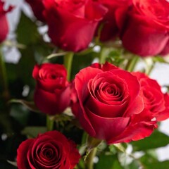 bouquet of red roses, with the petals in sharp focus and the stems softly fading into the background, highlighting the romantic gesture of Valentine's Day flowers