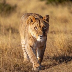 A full shot photo of a lioness walking confidently through tall golden grass, deep focus on the movement of its muscles and fur, low-angle shot that makes the lion appear larger and more imposing