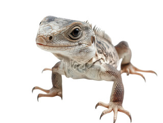 Obraz premium Close-up of a lizard showcasing intricate patterns and textures on its skin.