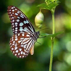 A close-up photo of a butterfly emerging from its chrysalis, deep focus capturing the transformation details, eye-level shot offering a portrait that symbolizes rebirth and the beauty of metamorphosis