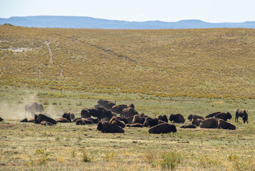 Bison Herde nahe dem Zion Nationalpark in Utah
