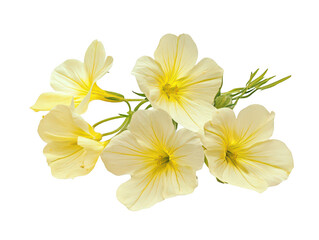 Delicate yellow evening primrose flowers in full bloom against a white background.