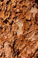 Ponderosa pine bark in Rocky Mountain National Park, Colorado
