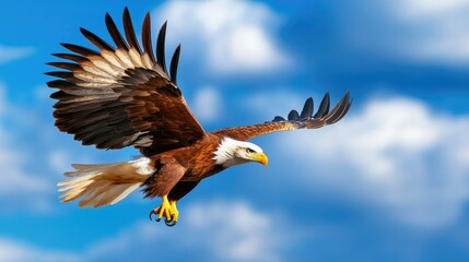 Majestic Eagle in Flight Against Blue Sky