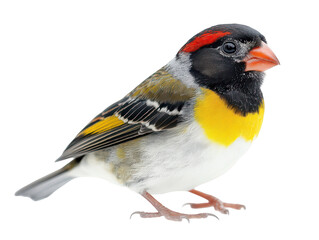 Naklejka premium Vibrant small bird with striking black, red, yellow, and white feathers stands on a simple white background.
