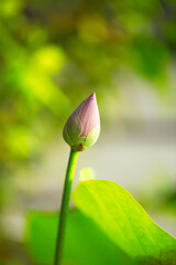 Close-up of pink lotus flower,Pink lotus buds on a green lotus leaf as the background 