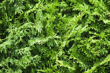 green background, close-up of thuja leaves in the photo