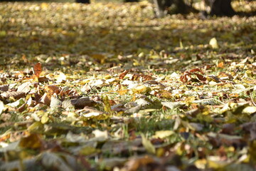 Autumn, park, withering...