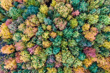 Colorful woods with yellow and orange canopies in autumn forest. Landscape of wild nature in autumn