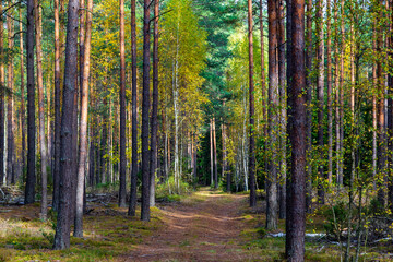 Piękna kolorowa jesień w Puszczy Knyszyńskiej, Podlasie, Polska