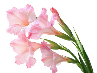 Elegant pink gladiolus blooms with delicate petals and vibrant green stems.