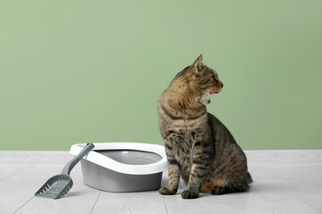 Cute cat with litter box near green wall