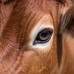 portrait of a cow in the field