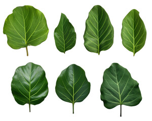 Fototapeta premium Six different types of green leaves, each with a unique shape and size