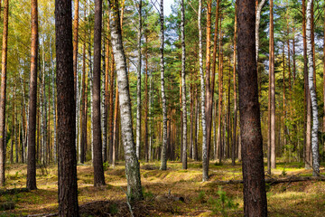Piękna kolorowa jesień w Puszczy Knyszyńskiej, Podlasie, Polska