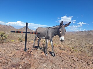 Esel am Sitgreaves Pass bei Oatman an der Route 66