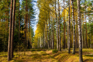 Obraz premium Piękna kolorowa jesień w Puszczy Knyszyńskiej, Podlasie, Polska