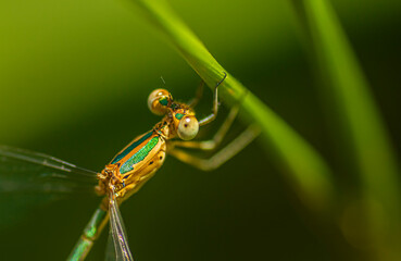 dragonfly on a green leaf