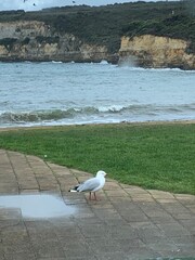 seagull on the beach