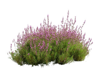 Lush purple heather shrub blooming vibrantly against a white backdrop.